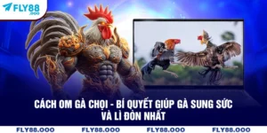 Cách Om Gà Chọi - Bí Quyết Giúp Gà Sung Sức Và Lì Đòn Nhất