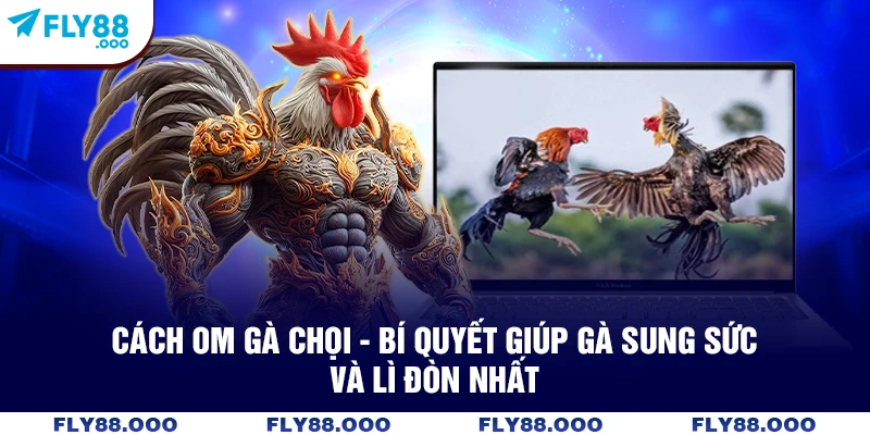 Cách Om Gà Chọi - Bí Quyết Giúp Gà Sung Sức Và Lì Đòn Nhất