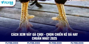 Cách Xem Vảy Gà Chọi - Chọn Chiến Kê Đá Hay Chuẩn Nhất 2025