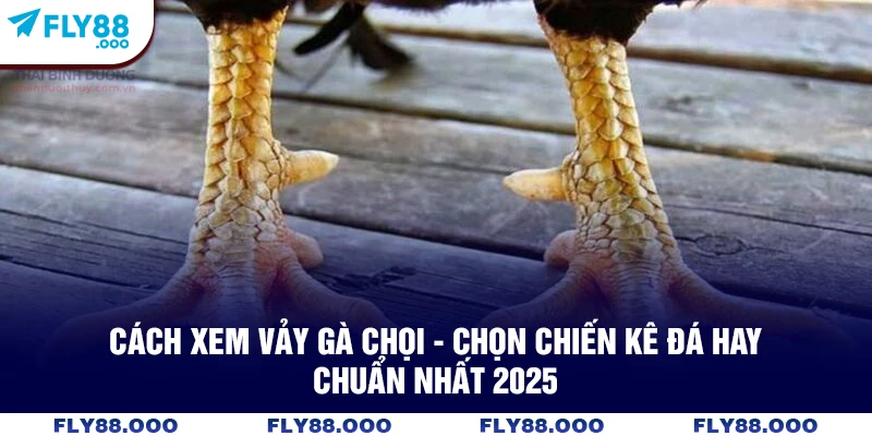 Cách Xem Vảy Gà Chọi - Chọn Chiến Kê Đá Hay Chuẩn Nhất 2025