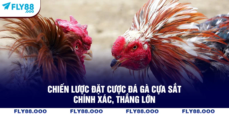 Chiến lược đặt cược đá gà cựa sắt chính xác, thắng lớn Chiến lược đặt cược đá gà cựa sắt chính xác, thắng lớn
