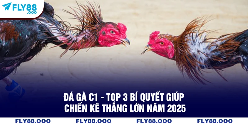 Đá Gà C1 - Top 3 Bí Quyết Giúp Chiến Kê Thắng Lớn Năm 2025