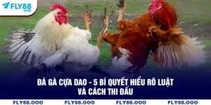 Đá Gà Cựa Dao  - 5 Bí Quyết Hiểu Rõ Luật Và Cách Thi Đấu