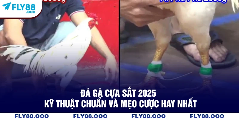 Đá Gà Cựa Sắt 2025 - Kỹ Thuật Chuẩn Và Mẹo Cược Hay Nhất