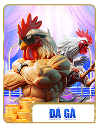 đá gà fly88