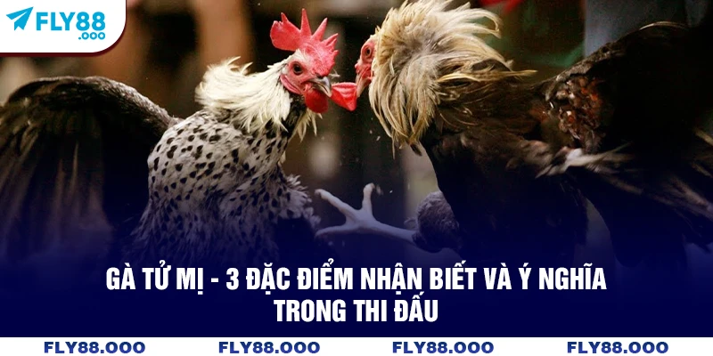 Gà Tử Mị - 3 Đặc Điểm Nhận Biết Và Ý Nghĩa Trong Thi Đấu