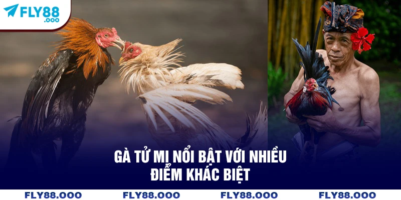 Gà tử mị nổi bật với nhiều điểm khác biệt Gà tử mị nổi bật với nhiều điểm khác biệt