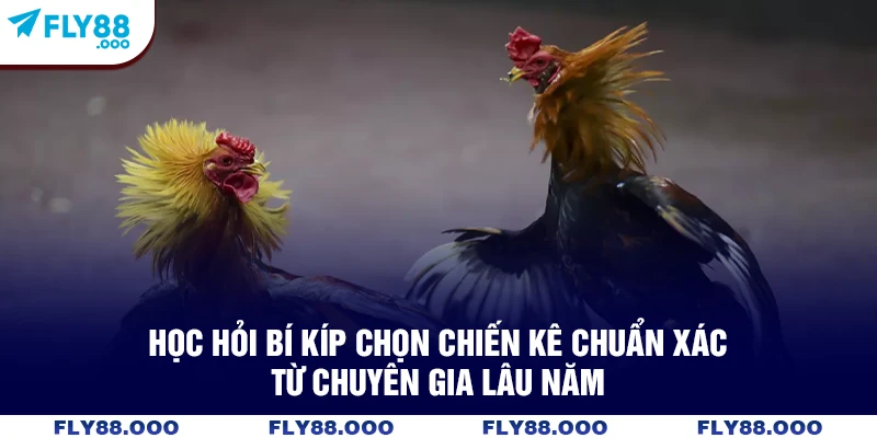 Học hỏi bí kíp chọn chiến kê chuẩn xác từ chuyên gia lâu năm