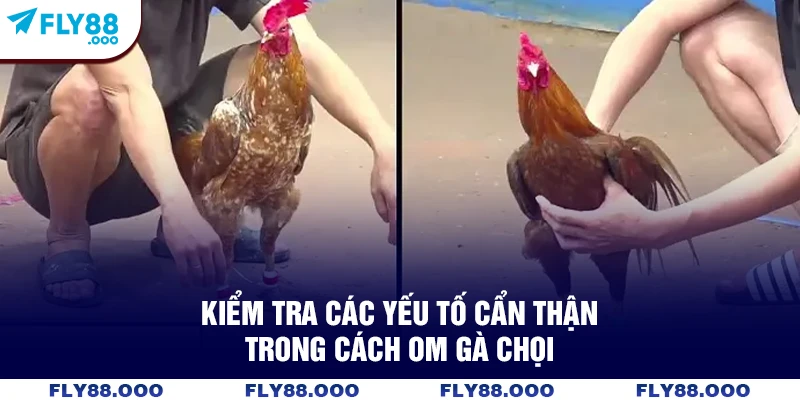 Kiểm tra các yếu tố cẩn thận trong cách om gà chọi