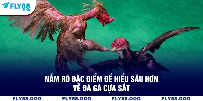 Nắm rõ đặc điểm để hiểu sâu hơn về đá gà cựa sắt Nắm rõ đặc điểm để hiểu sâu hơn về đá gà cựa sắt