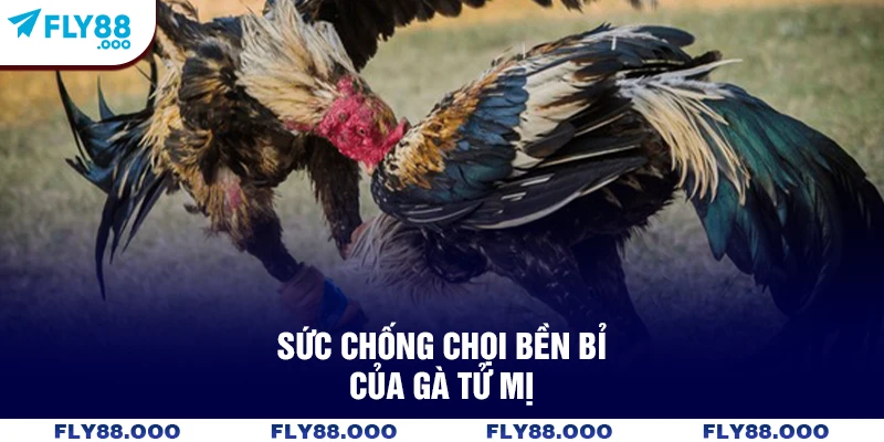 Sức chống chọi bền bỉ của gà tử mị Sức chống chọi bền bỉ của gà tử mị