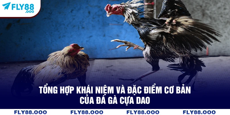 Tổng hợp khái niệm và đặc điểm cơ bản của đá gà cựa dao Tổng hợp khái niệm và đặc điểm cơ bản của đá gà cựa dao