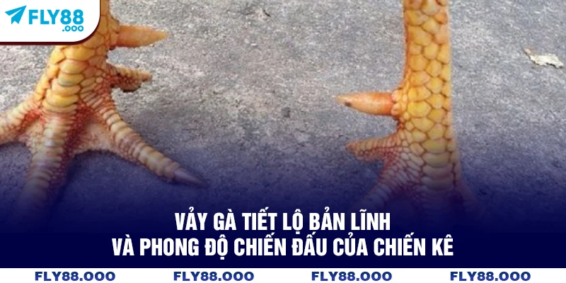 Vảy gà tiết lộ bản lĩnh và phong độ chiến đấu của chiến kê