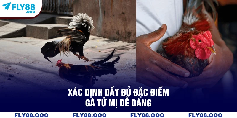 Xác định đầy đủ đặc điểm gà tử mị dễ dàng Xác định đầy đủ đặc điểm gà tử mị dễ dàng