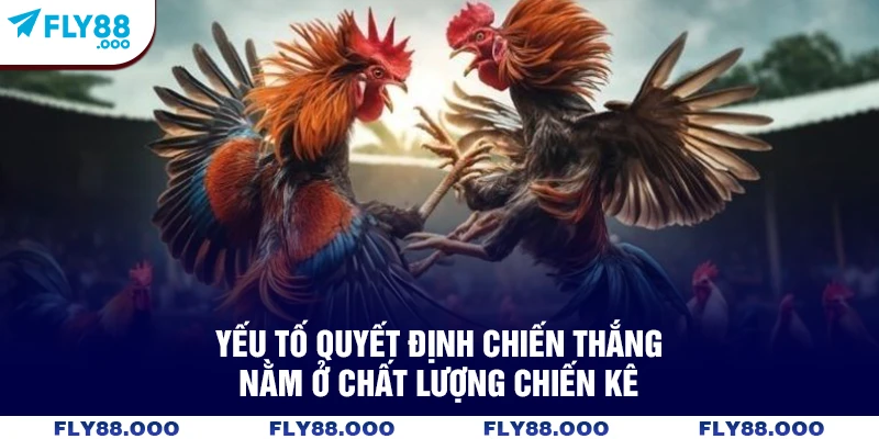Yếu tố quyết định chiến thắng nằm ở chất lượng chiến kê